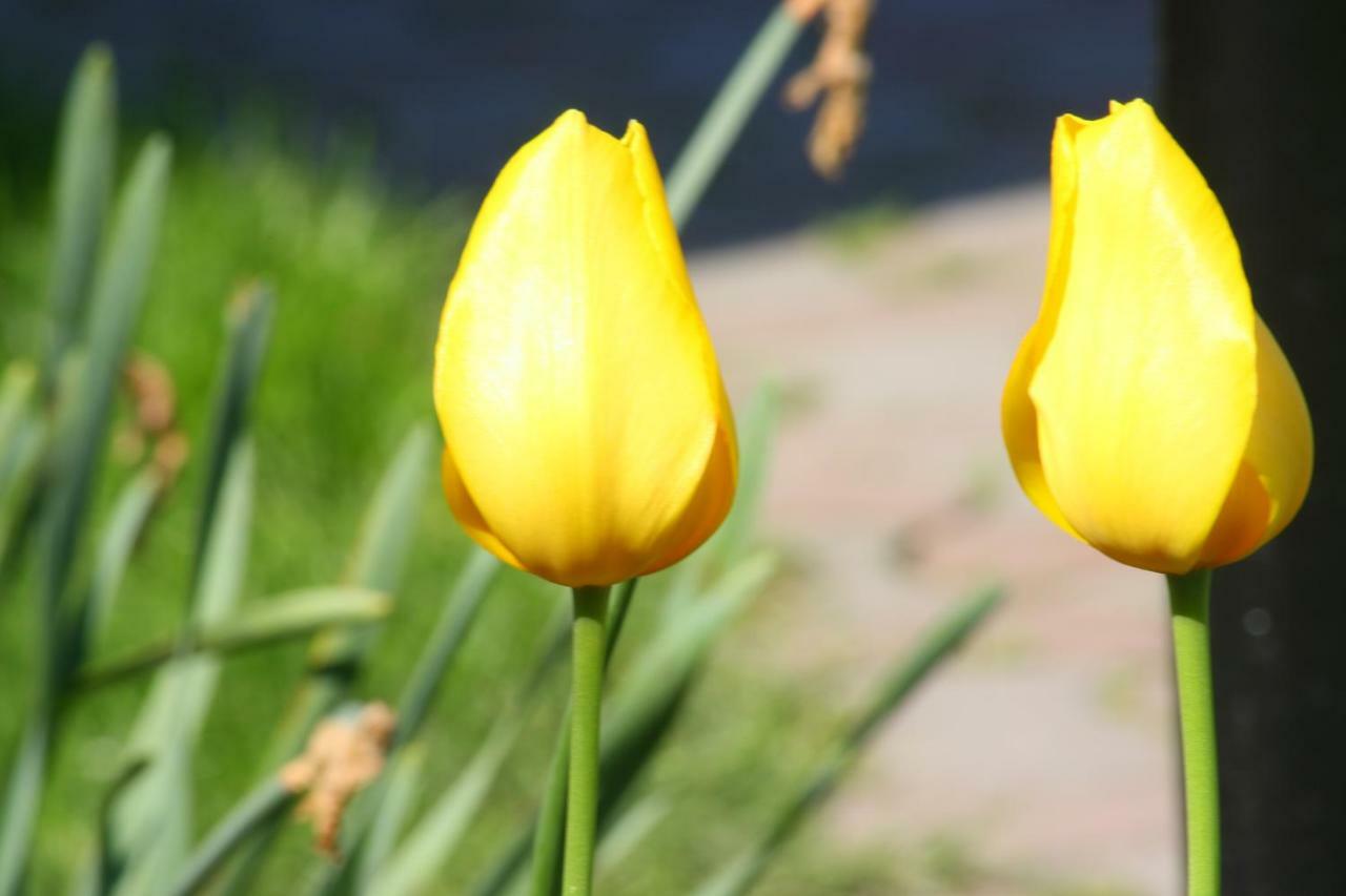Pension Delia Gardens Тимишоара Екстериор снимка